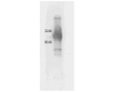 Western Blot: Alkaline Phosphatase, Intestinal Antibody [NB120-7325]
